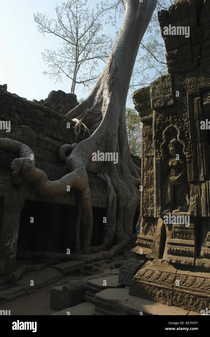 Painet je2284 Camboya escena mostrando la vegetación raíces grandes árboles Ta Prohm mampostería penetrante templo Angkor turismo 2006 Foto de stock