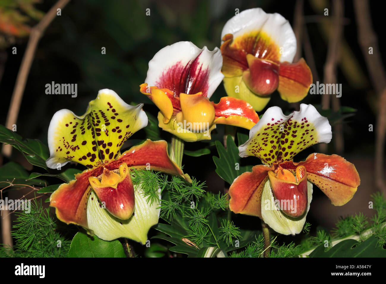 Paphiopedilum insigne orquídeas zapatilla de dama Fotografía de stock -  Alamy