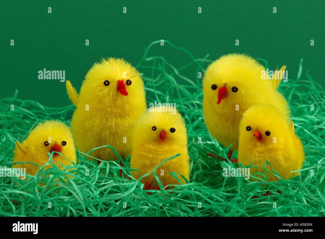 5 pollitos de Pascua en la hierba de Pascua Foto de stock