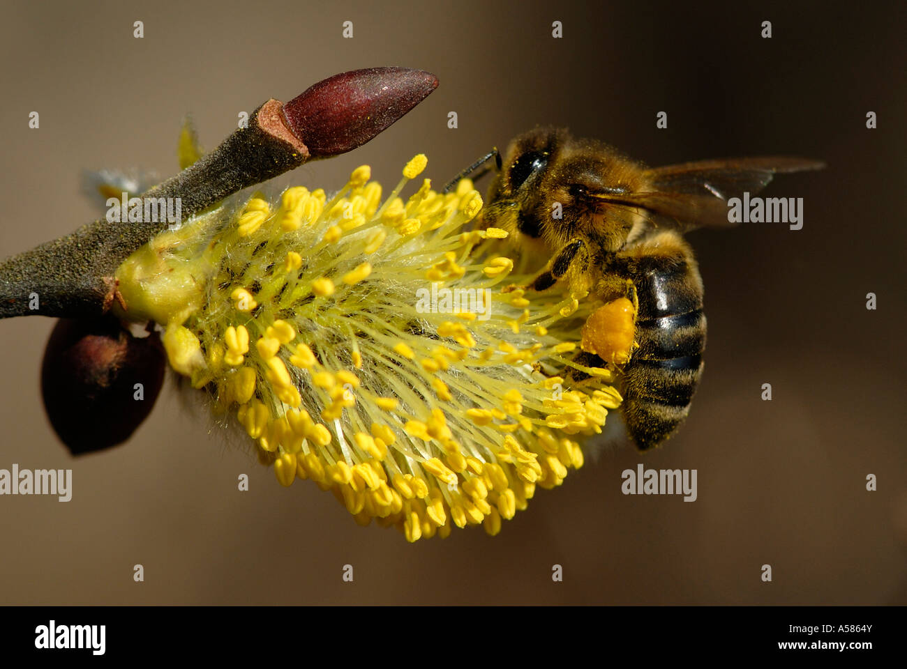 Western de abejas (Apis mellifera recogiendo polen en Europa Sauce de cabra Foto de stock
