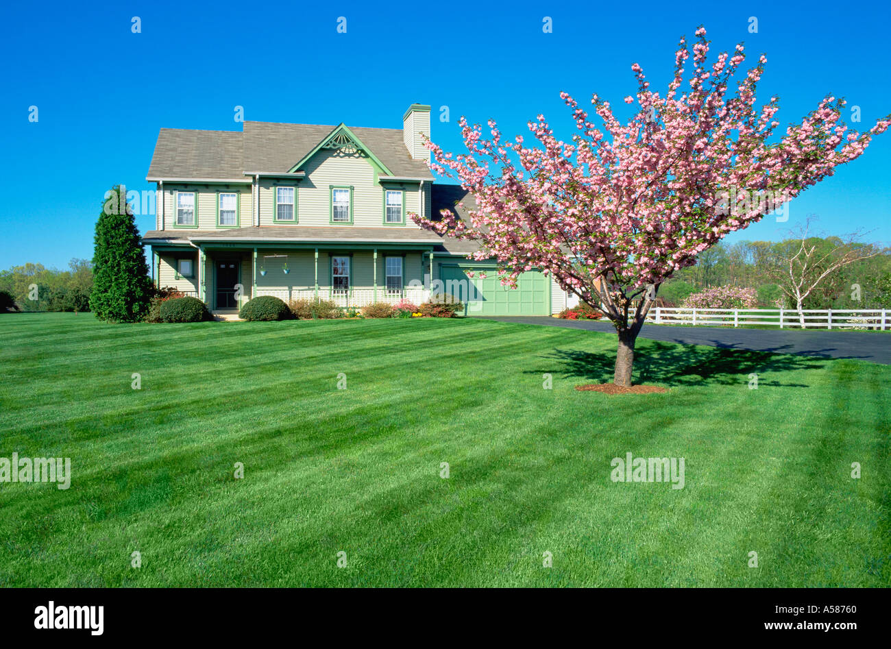 Árbol en flor en gran patio frontal del bastidor de dos pisos casa con porche y garaje bienes liberados Foto de stock