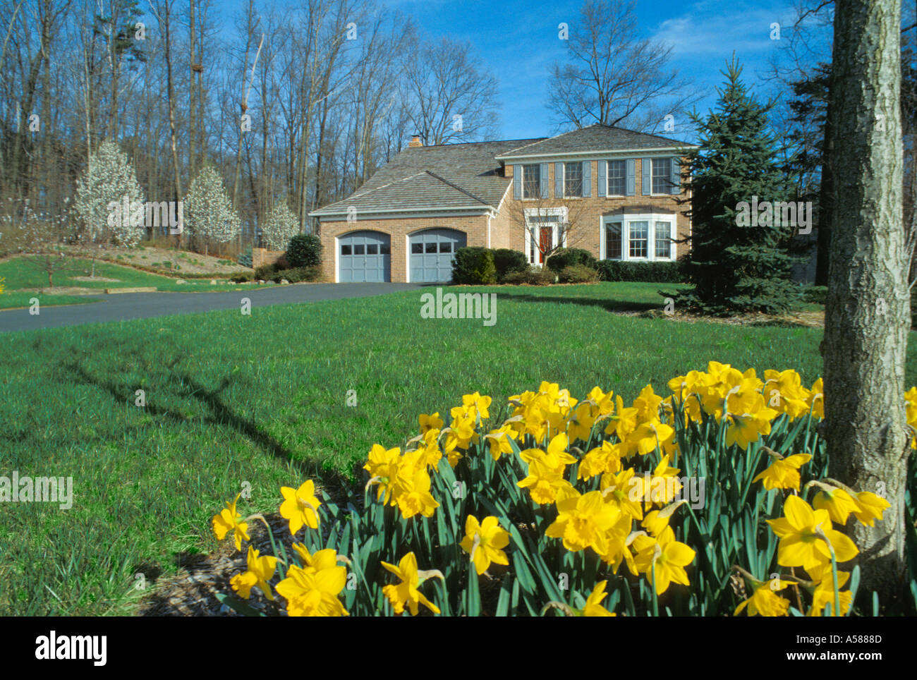 Narcisos amarillos en el primer plano de la parte frontal de la casa de ladrillo marrón con garaje para dos coches y una larga entrada liberada de propiedad Foto de stock