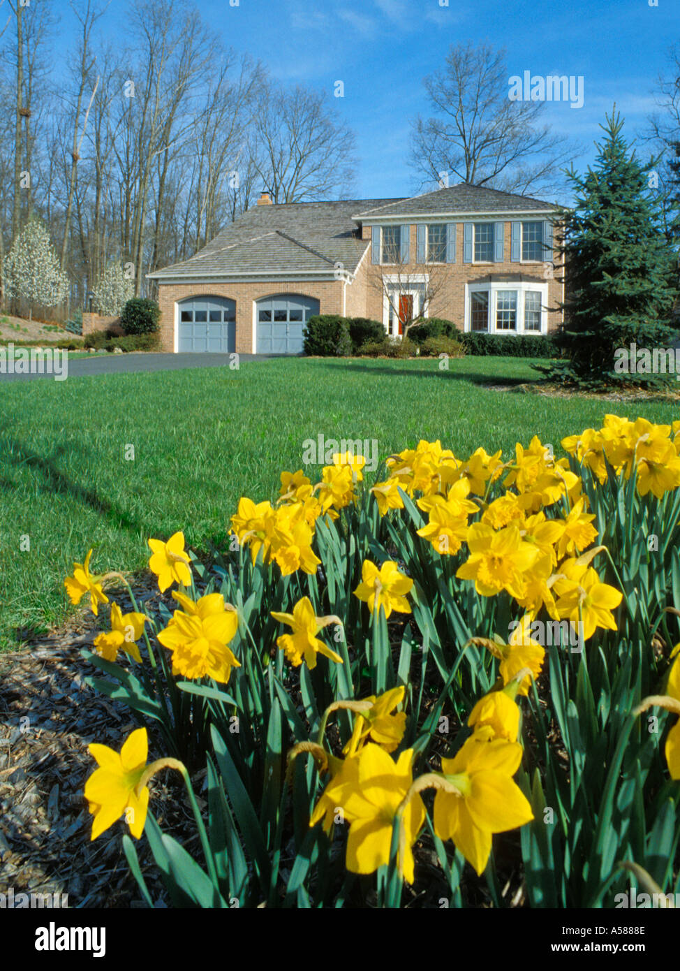 Narcisos amarillos en el primer plano de la parte frontal de la casa de ladrillo marrón con garaje para dos coches y una larga entrada liberada de propiedad Foto de stock