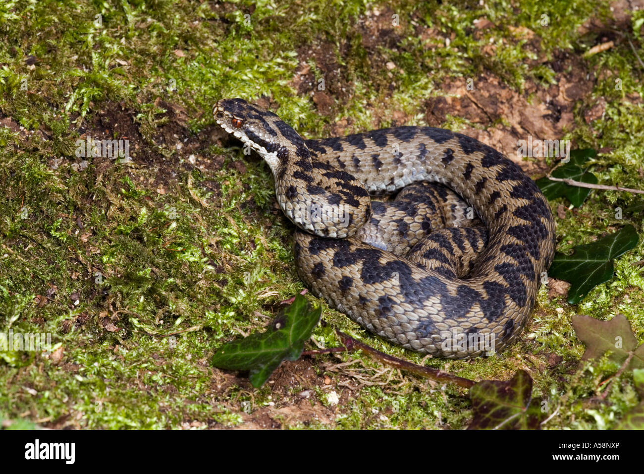 Serpiente Vipera berus asoleándose en cubiertas de musgo buscando registro de alerta con cabeza de leicestershire Foto de stock