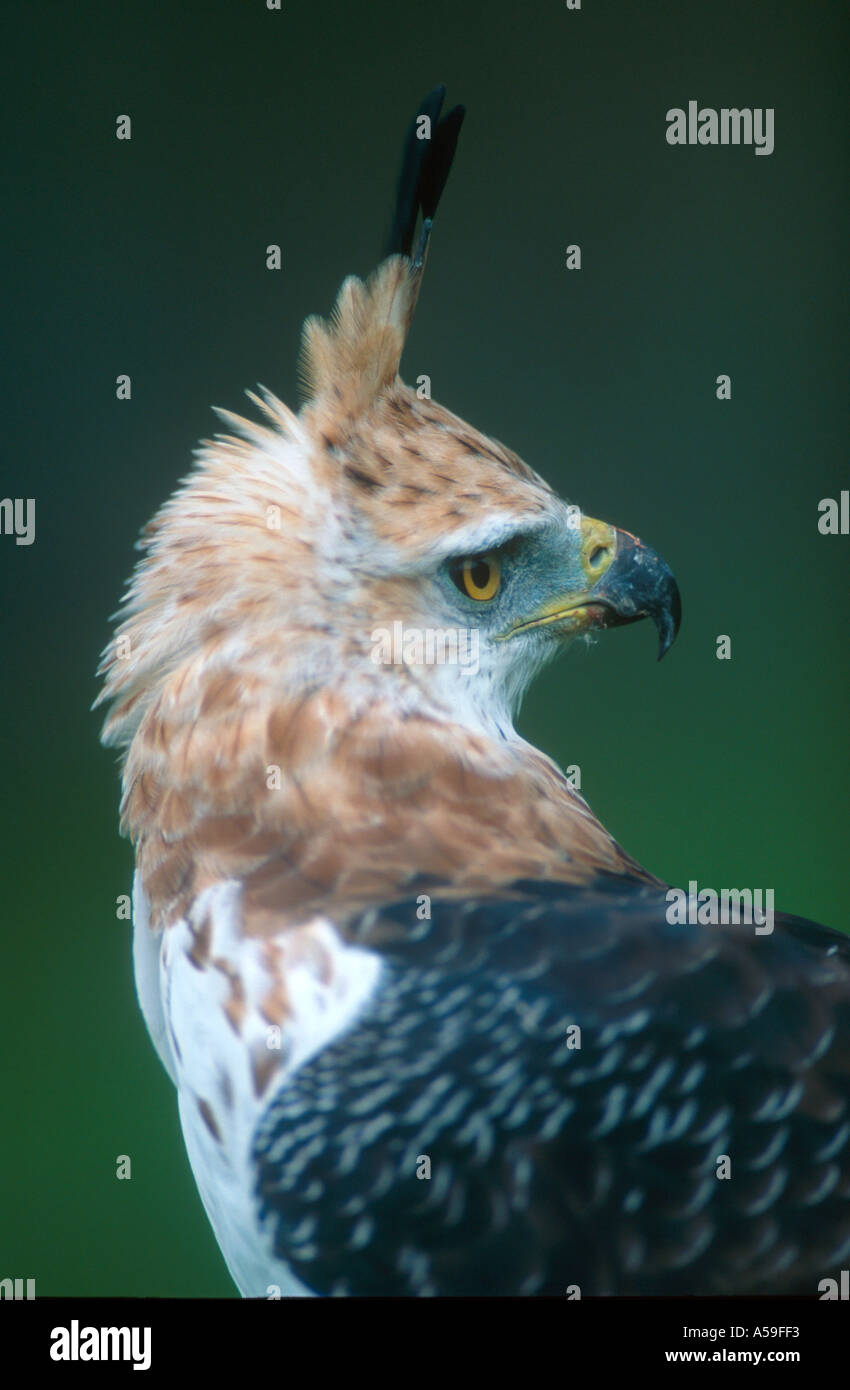 águila halcón adornada fotografías e imágenes de alta resolución - Página 2  - Alamy