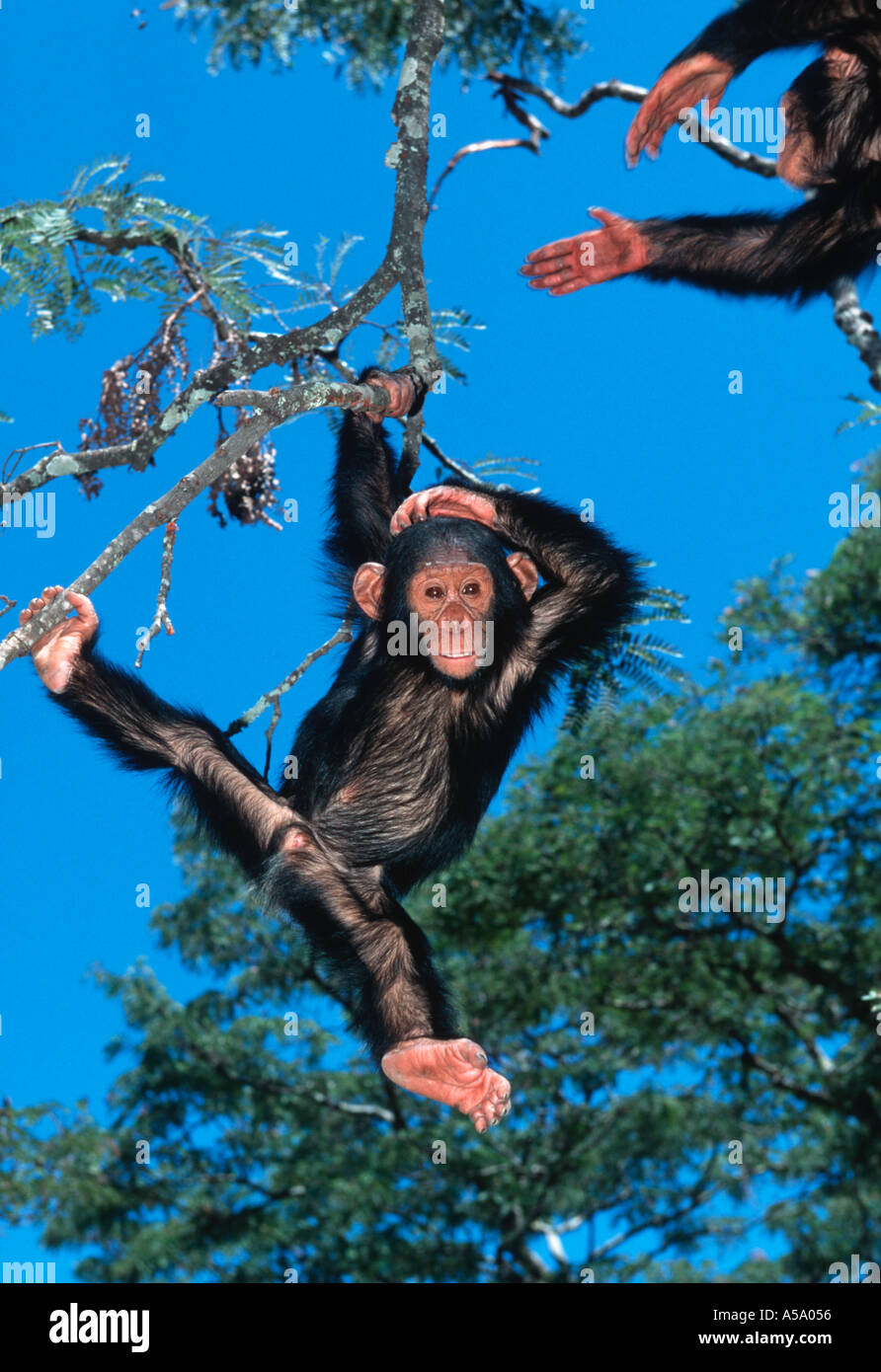 El chimpancé Pan troglodytes bebés jugando el África Central Foto de stock