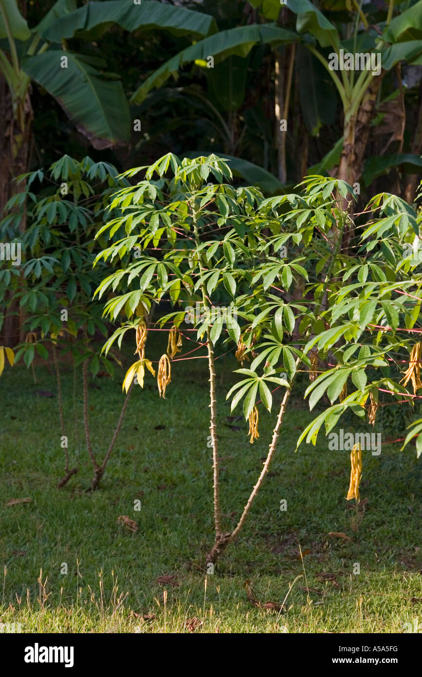 Planta de yuca Fotografía de stock - Alamy
