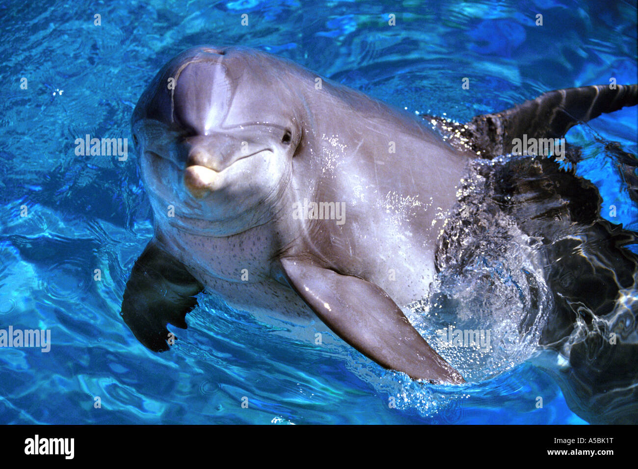 Los delfines nariz de botella Foto de stock