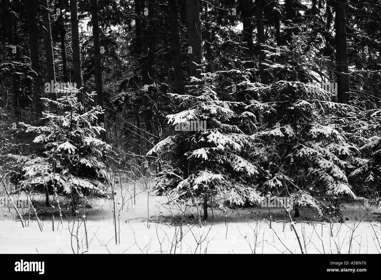 Bosque de invierno Foto de stock