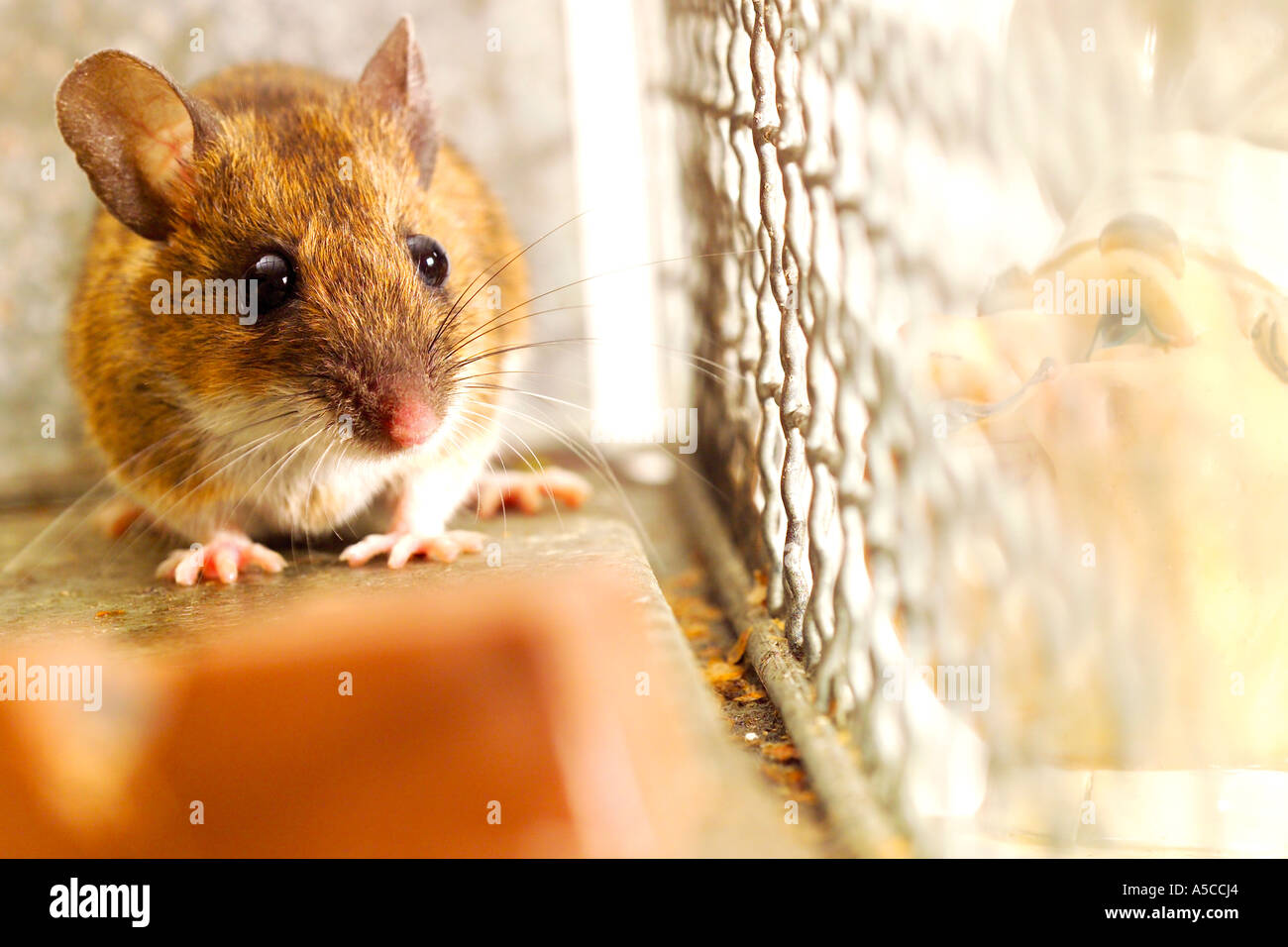 Ratón en una jaula Foto de stock