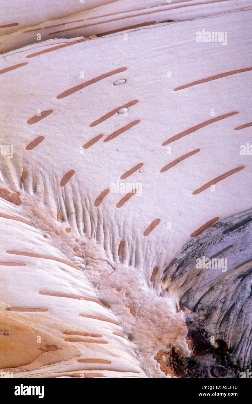 Abedul blanco (Betula papyrifera) Detalle de corteza de abedul mostrando lenticel patrón, mayor en Sudbury, Ontario, Canadá Foto de stock