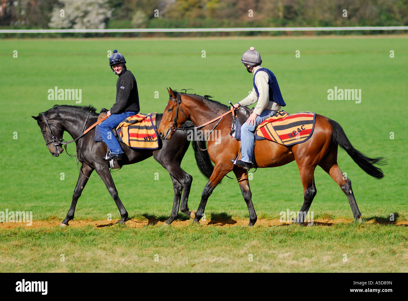 Entrenamiento de caballos de carrera en Newmarket, Suffolk Foto de stock