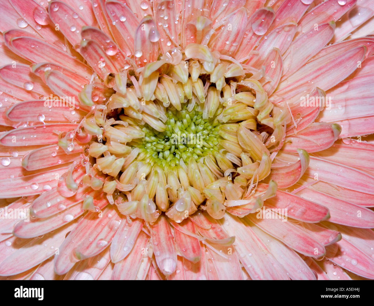 Primer plano de una flor rosa de gerbera bauerii nobleflora cultivar híbridos con gotas de lluvia sobre pétalos Foto de stock