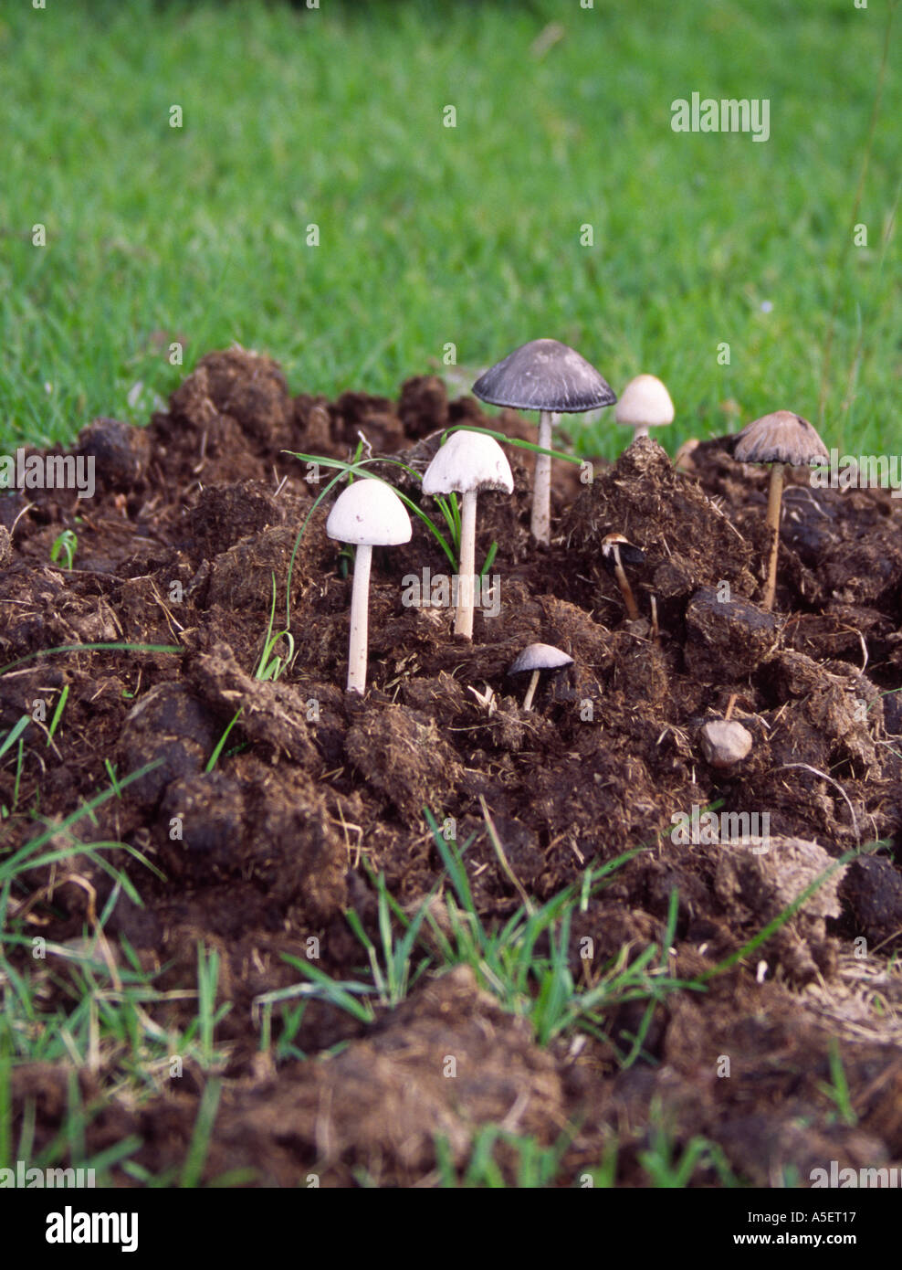 Hongos que crecen en el estiércol de caballo en Japón Fotografía de