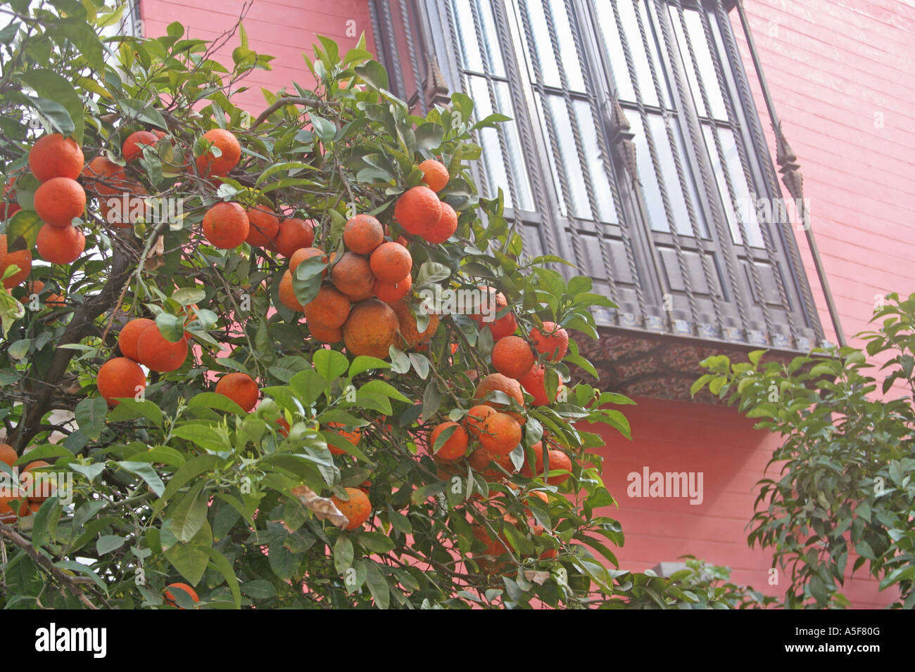 Las naranjas de Sevilla Andalucía España árboles frutales simbólico  Fotografía de stock - Alamy