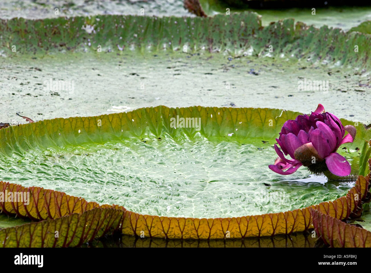 Amazonas gigante lirio de agua fotografías e imágenes de alta resolución -  Alamy