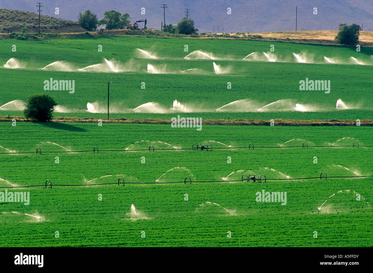 Riego con aspersores en una pradera de alfalfa cerca de Glenns Ferry Idaho  Fotografía de stock - Alamy