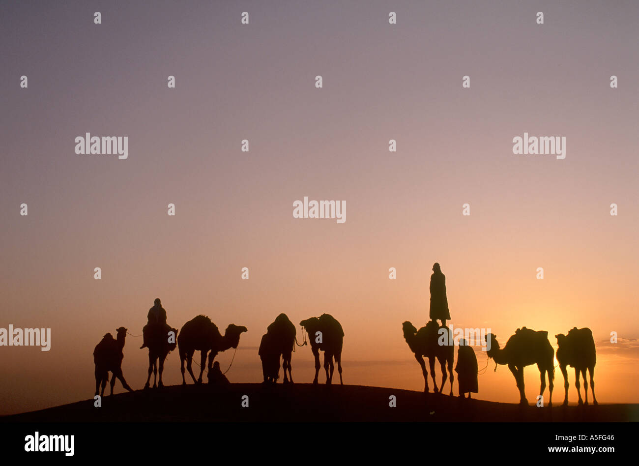 Los camellos y los jinetes beduinos al atardecer, Douz con, el desierto del Sahara, Túnez, África del Norte Foto de stock