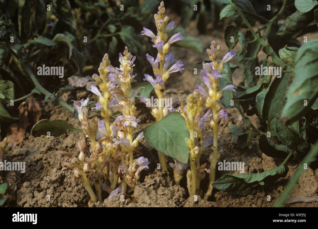 Ramificado broomrape Orobanche ramosa floración de plantas parasitarias de un cultivo de tomate Foto de stock