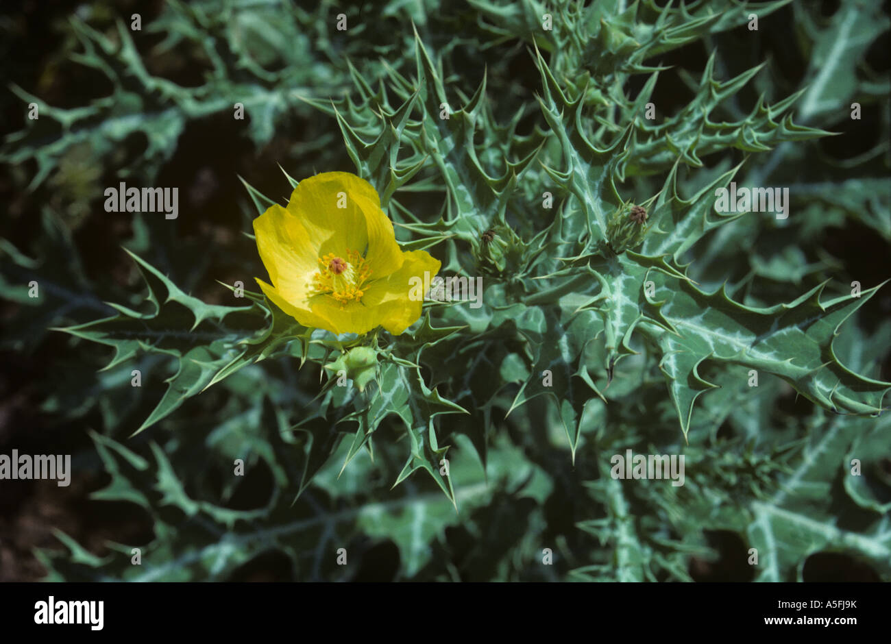 Chicalote Argemone mexicana angiospermas Tanzania Fotografía de stock
