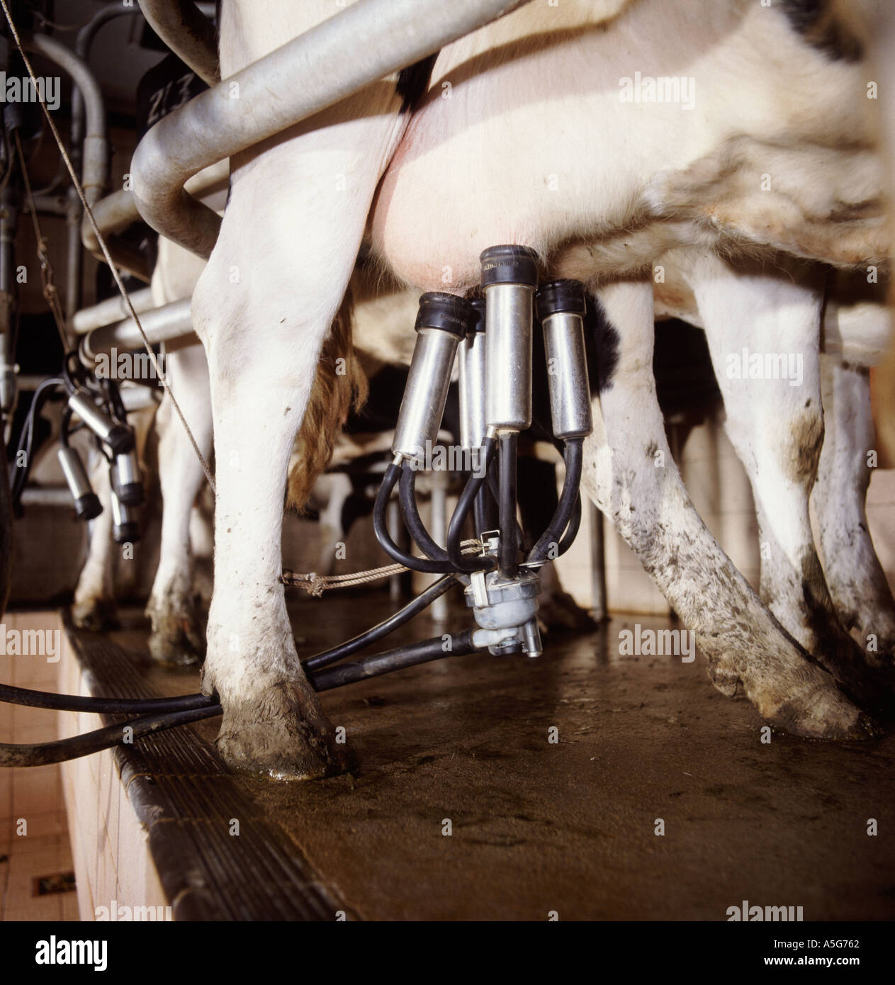 La máquina de ordeño cluster en la ubre de una vaca Holstein Friesian en lácteos Foto de stock
