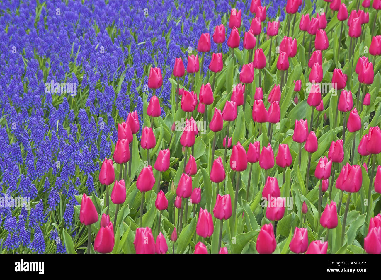 Pink blossoms h fotografías e imágenes de alta resolución - Página 2 - Alamy