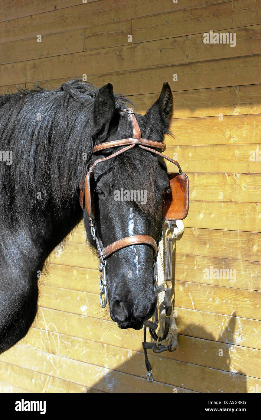 Retrato de caballo frisón fotografías e imágenes de alta resolución -  Página 7 - Alamy