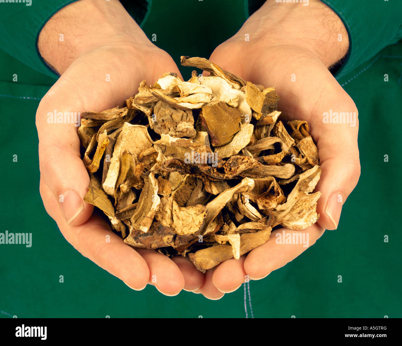 Hombre sujetando hongos porcini secos Fotografía de stock Alamy