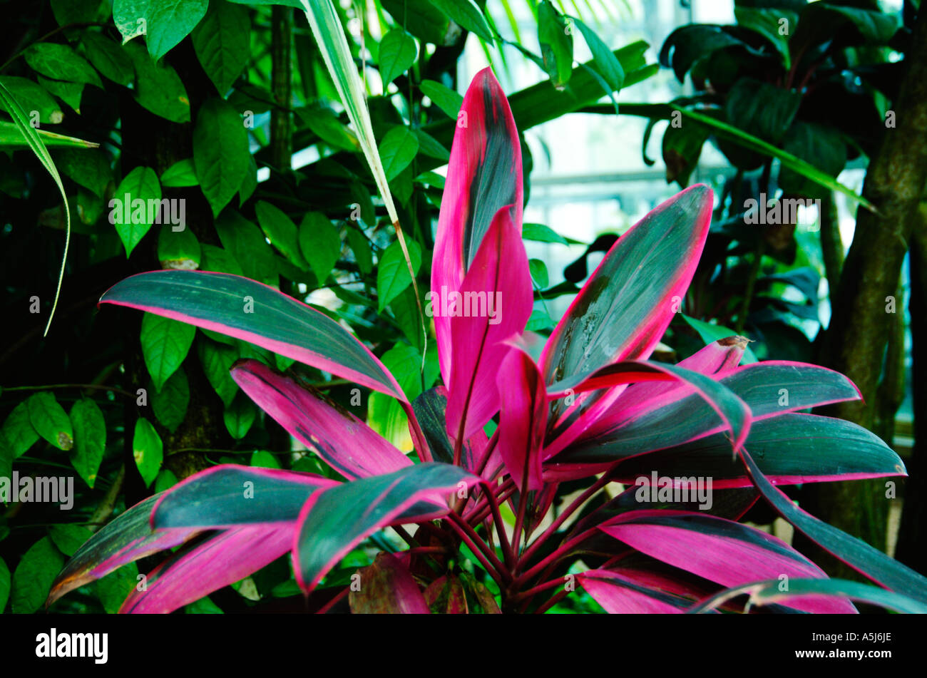 Tiplant Cordyline Terminalis Kunth L Foto de stock