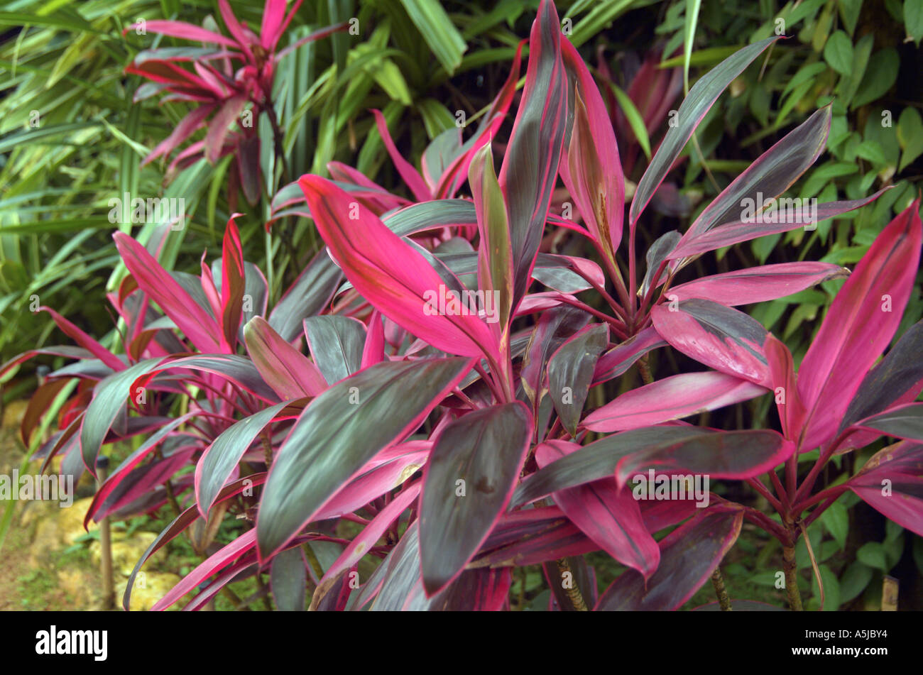 Tiplant Cordyline Terminalis Kunth L Foto de stock