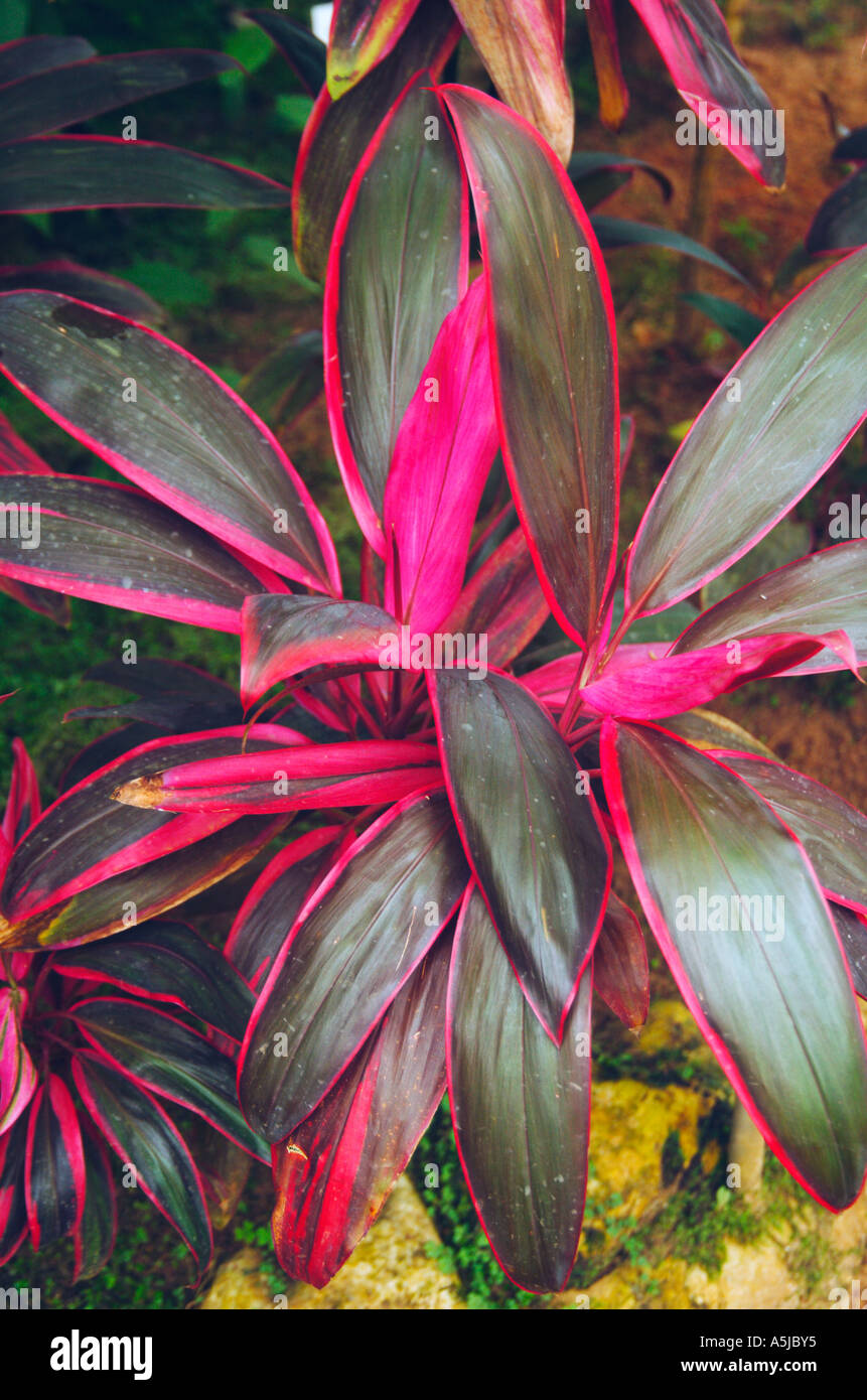 Tiplant Cordyline Terminalis Kunth L Foto de stock