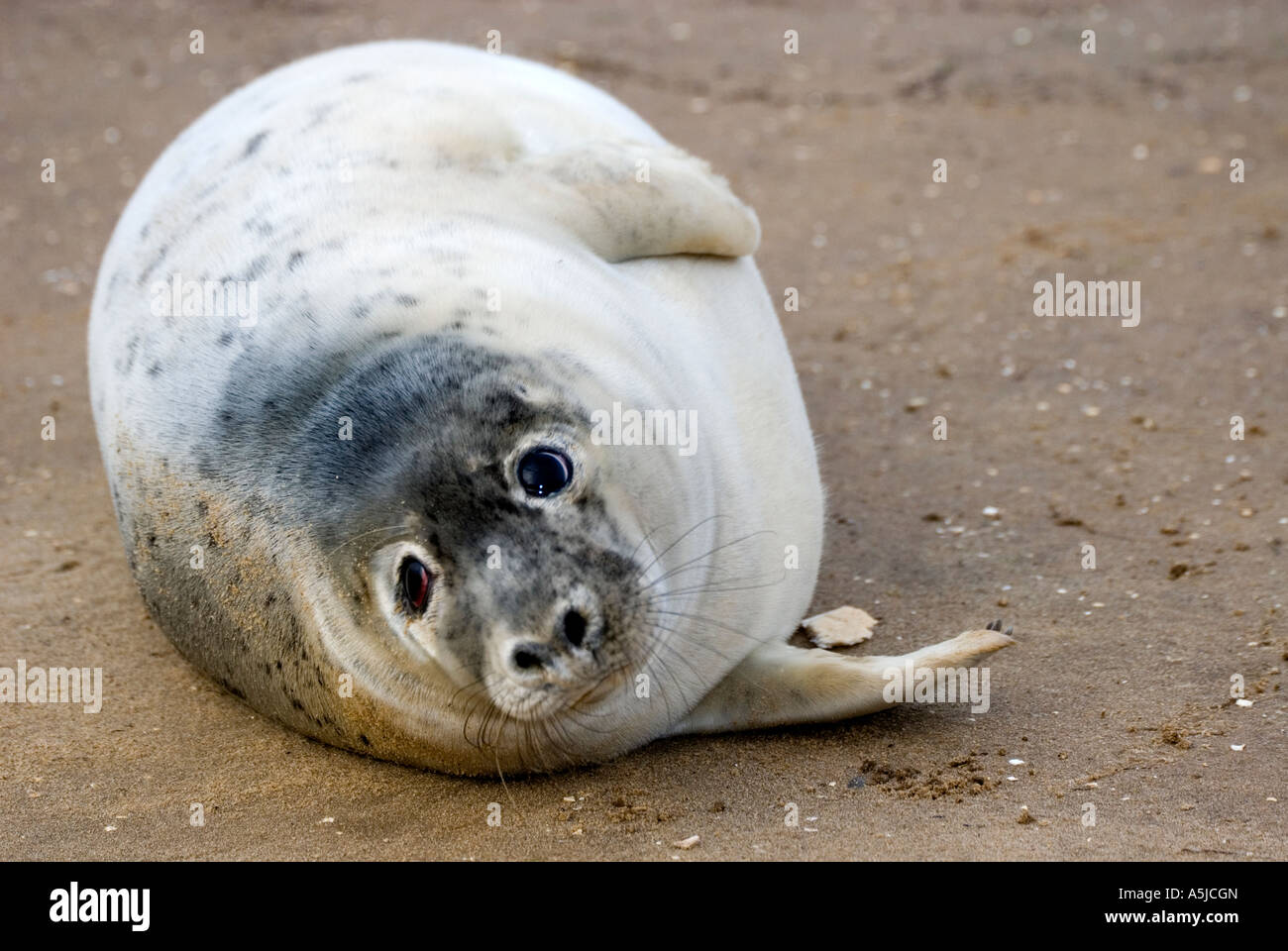 Junta gris Donna Nook Lincolnshire, Reino Unido Foto de stock