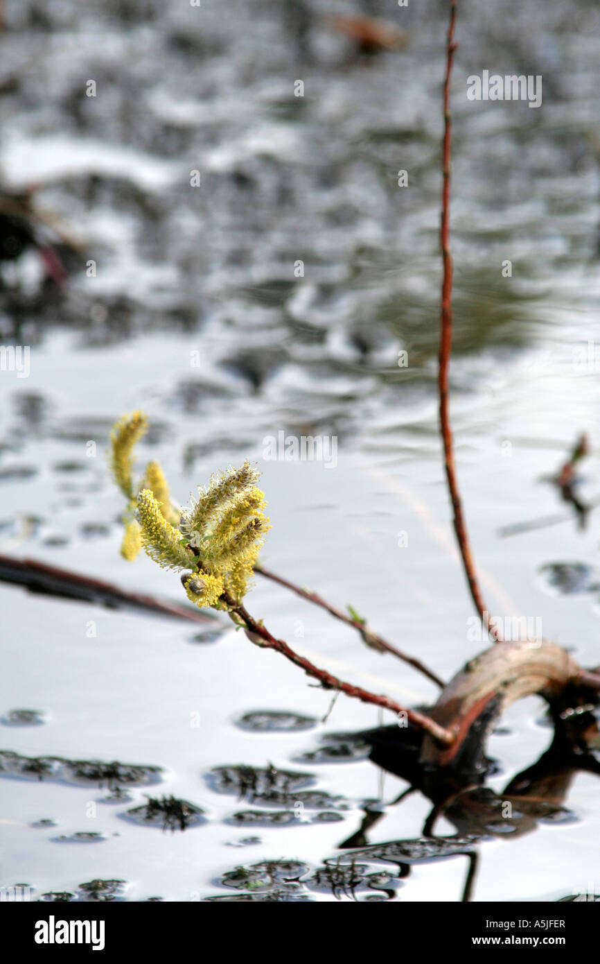 Salix babylonica var. pekinensis tortuosa Foto de stock