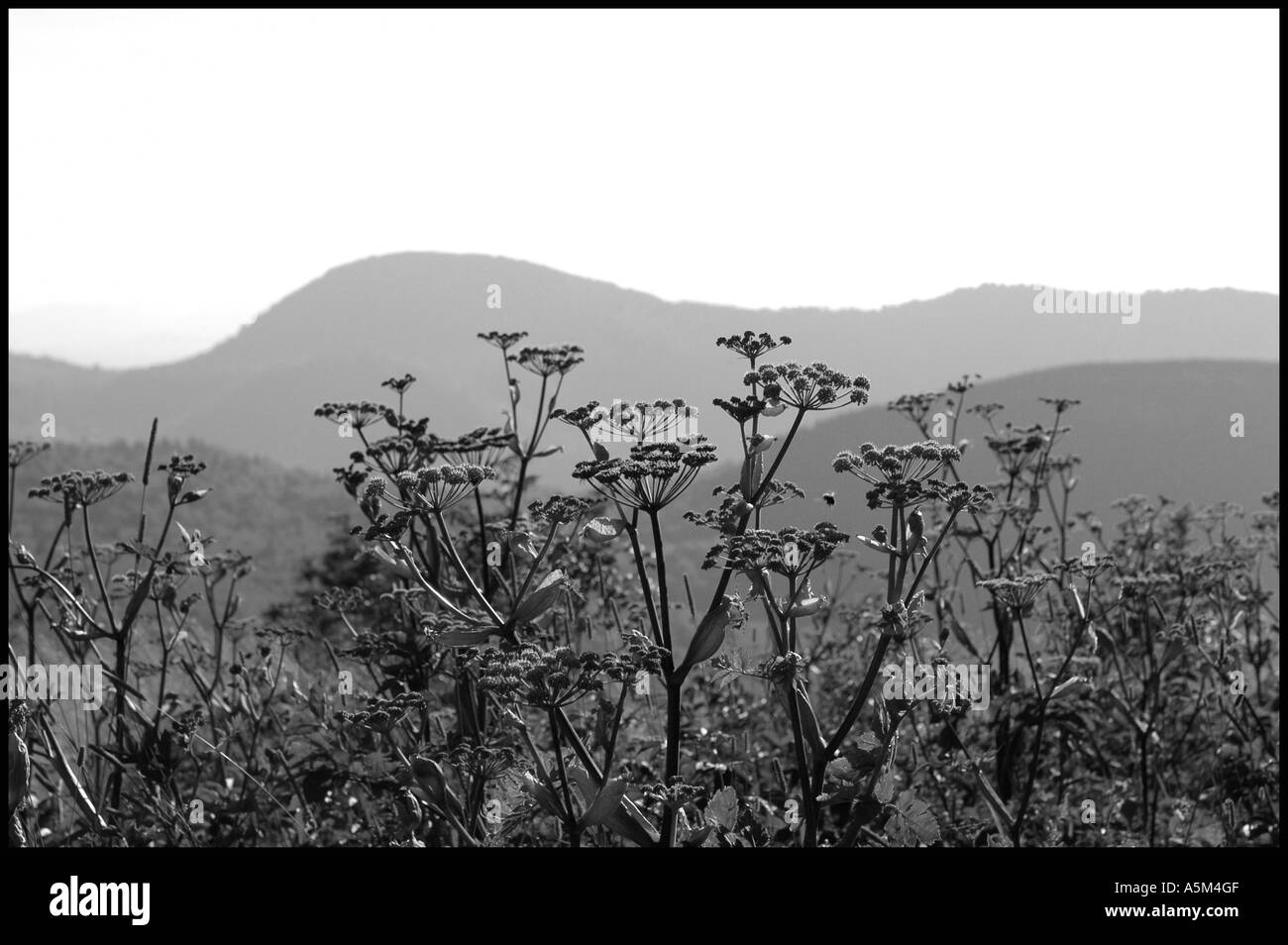 Flores silvestres que se encuentran en el primer plano con el bálsamo negro de montañas en el fondo de esta imagen en blanco y negro Foto de stock