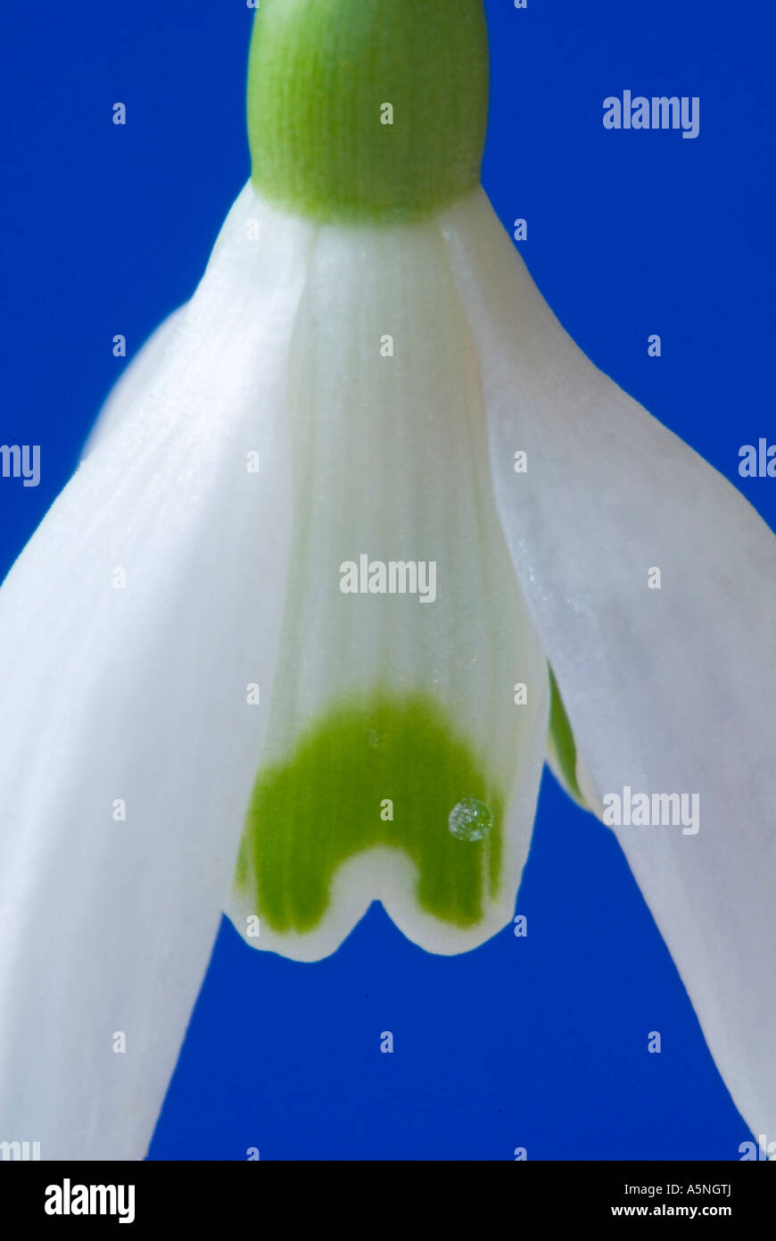 Cierre Snowdrop Galanthus gracilis Foto de stock