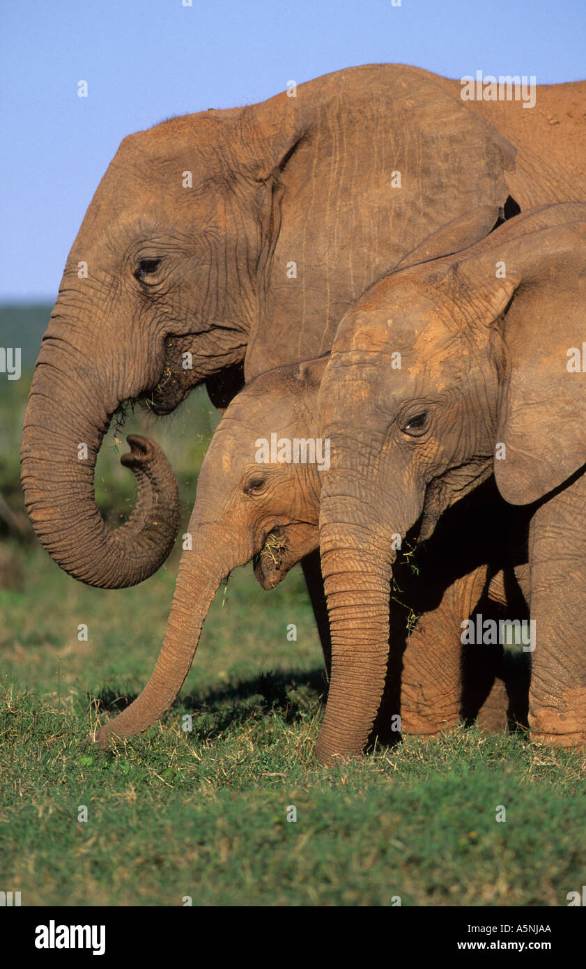 Pastoreo de Elefantes Addo Elephant National Park en Sudáfrica Foto de stock