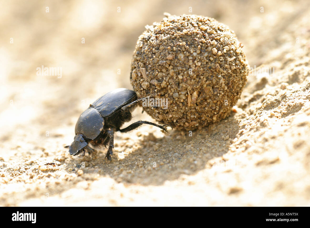 Escarabajo escarabajo escarabajo Scarabaeus sacer con excremento ball Foto de stock
