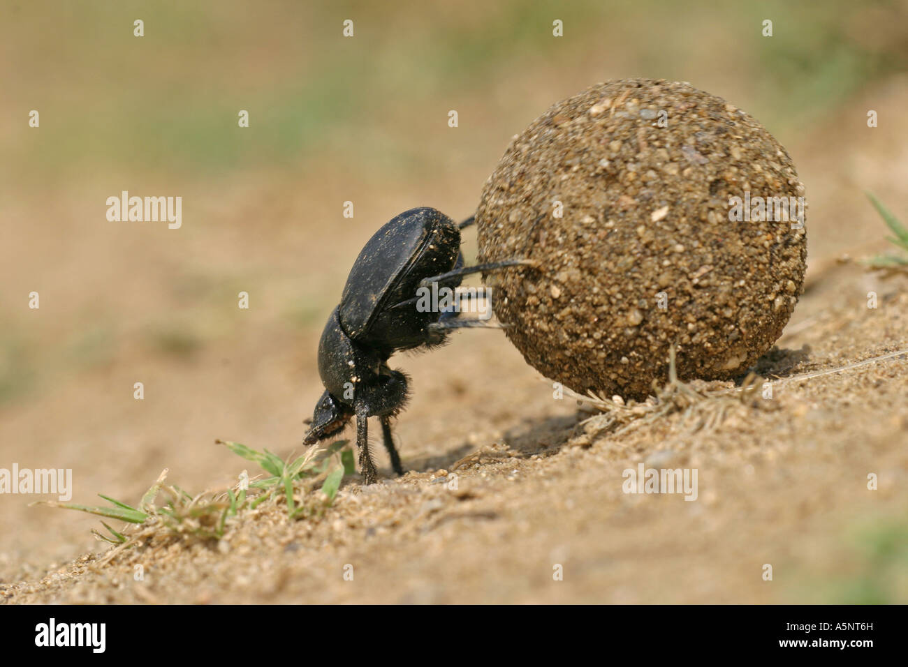 Escarabajo escarabajo escarabajo Scarabaeus sacer con excremento ball Foto de stock