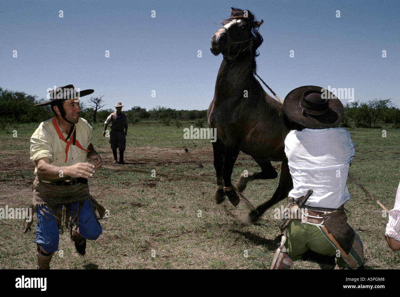 Los gauchos (jinetes) sosteniendo un caballo como ellos castrar sementales jóvenes en la granja, LA ESTRELLA ARGENTINA Foto de stock
