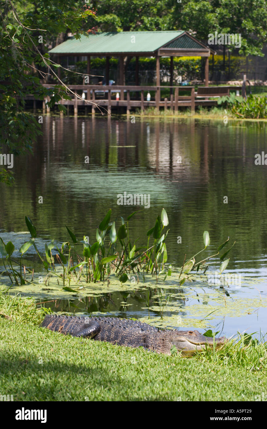 Cocodrilo Americano lesionado disfrutando del sol en la orilla del lago en el centro de Florida, EE.UU. Foto de stock