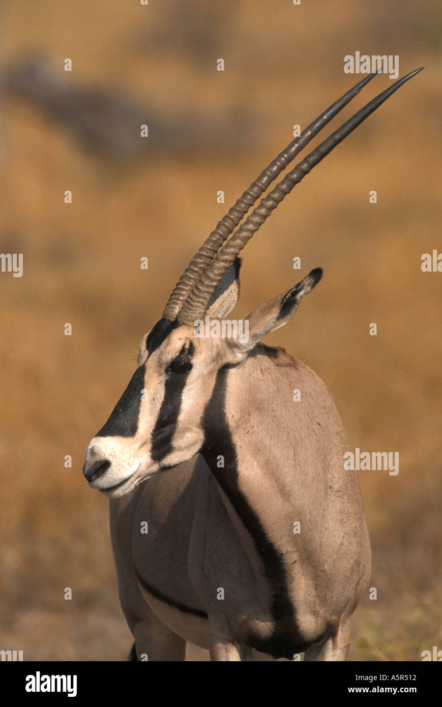 Oryx Oryx gazella beisa Beisa Foto de stock