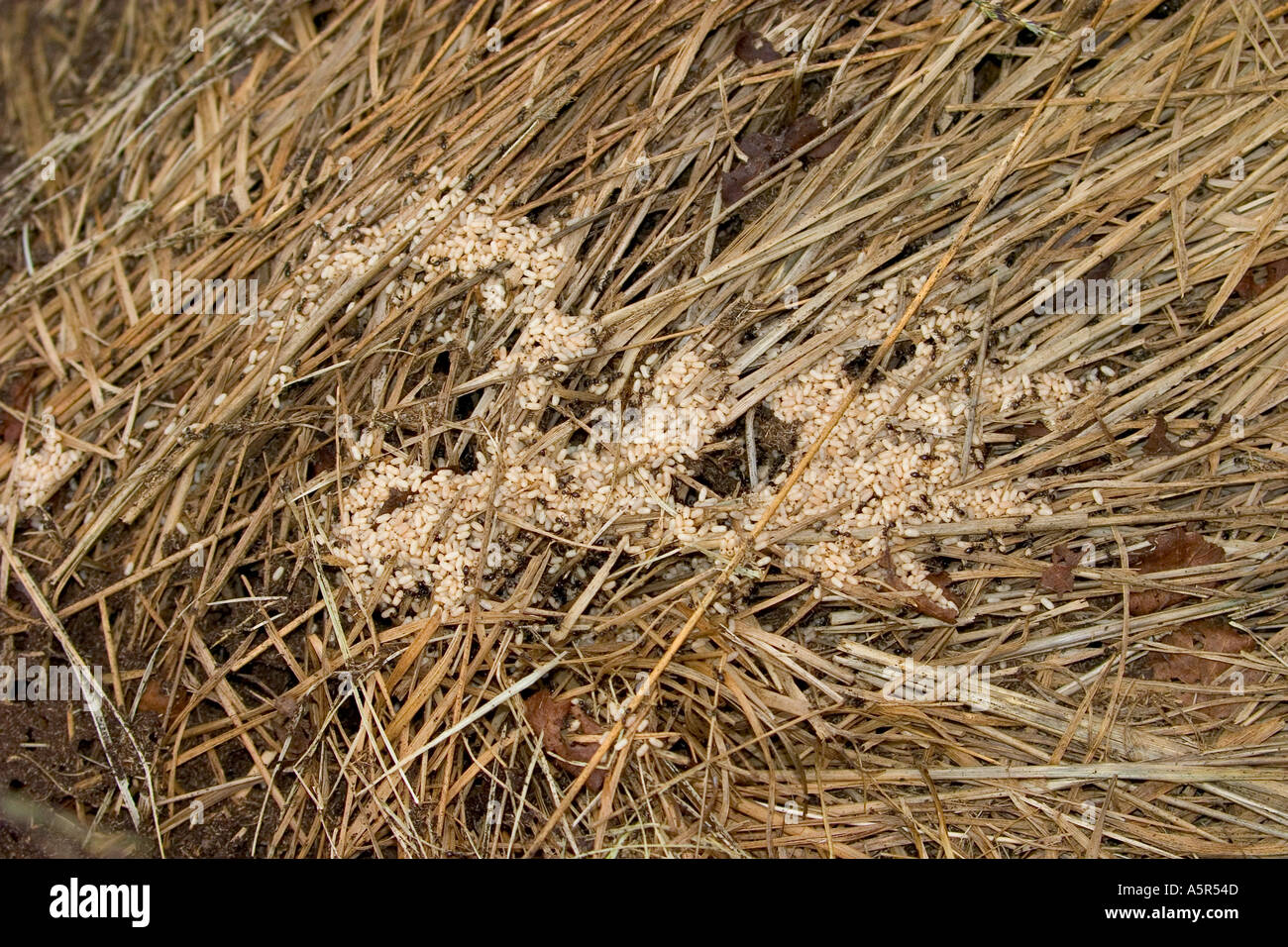 La hormiga negra de jardín Lasius Níger nest Foto de stock