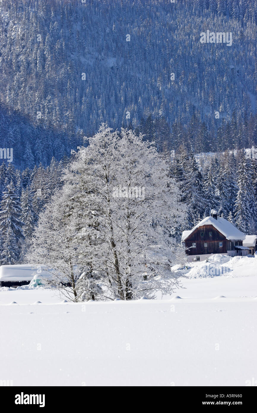 Una granja y un árbol cubierto con escarcha krungl estiria austria Foto de stock