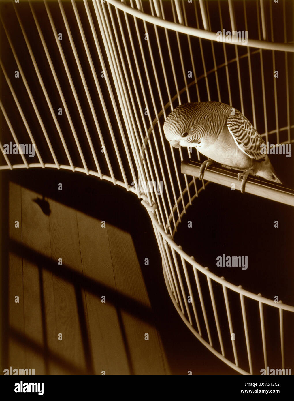 Los canarios en jaula con la puerta abierta mirando a la sombra de la  segunda ventana de pájaro sobre el piso Fotografía de stock - Alamy