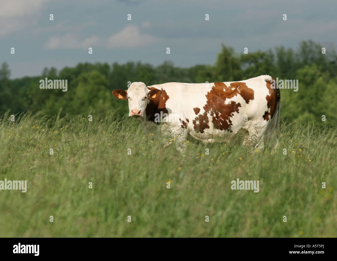 Montbeliard vaca en pastos, longitud completa Foto de stock