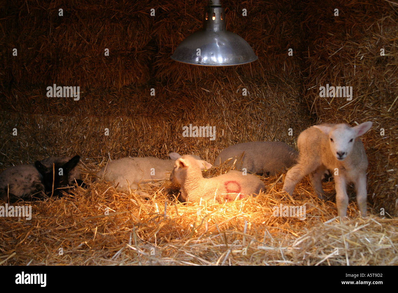 Heat lamp animal fotografías e imágenes de alta resolución - Alamy