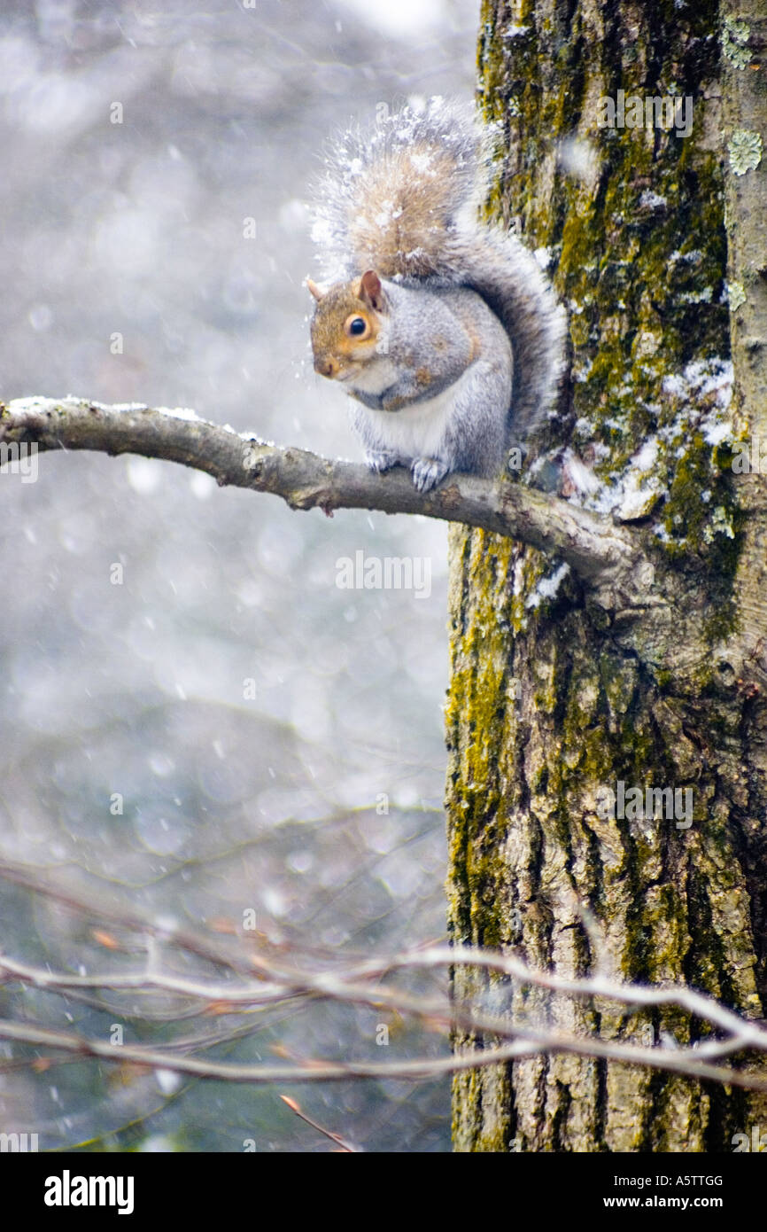 La ardilla sentado en una rama en la nieve Westport, Connecticut, Estados Unidos Foto de stock