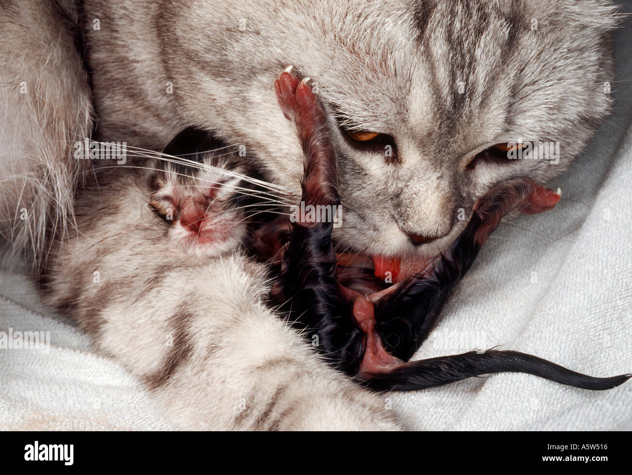Cat birth fotografías e imágenes de alta resolución - Alamy