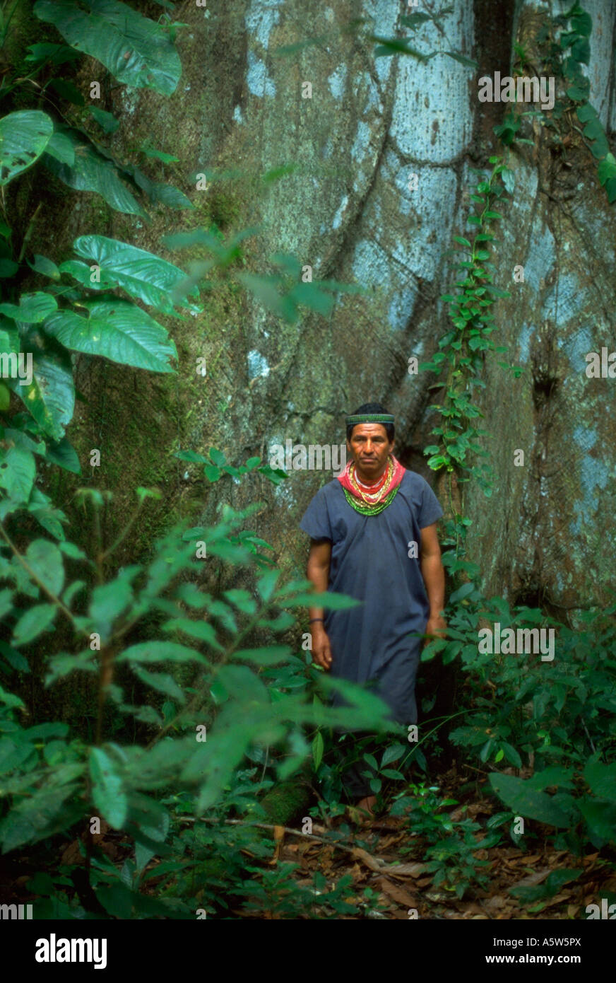 Painet hl0613 amazon rain forest ecuador árboles jungle bush hombre  masculino del tronco de un árbol nativo exuberante exóticos indómitas  primordial Fotografía de stock - Alamy