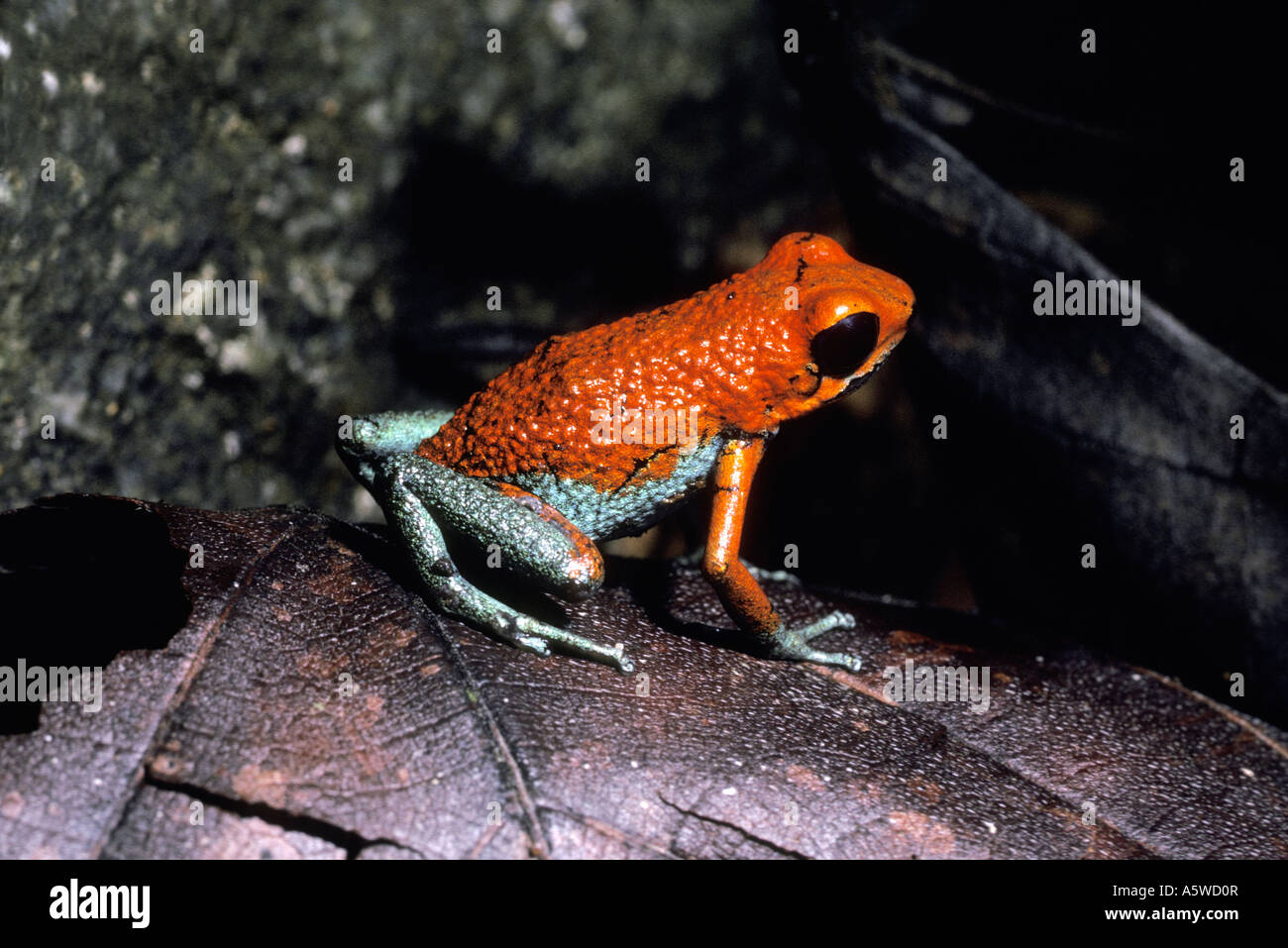 Rana de flecha venenosa granular Dendrobates granuliferus Dendrobatidae en la selva de Costa Rica Foto de stock